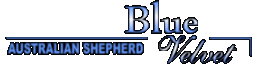 Blue Velvet Logo