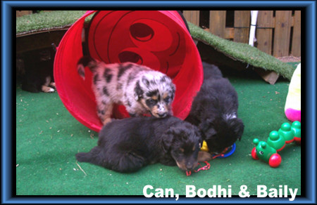 Can, Bodhi & Baily